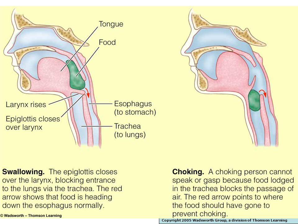 Que es la epiglotis y para que sirve